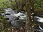 Mountain stream, Central Pennsylvania, USA Art Print